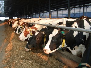 Secretele unei productii ridicate de lapte in fermele de vaci